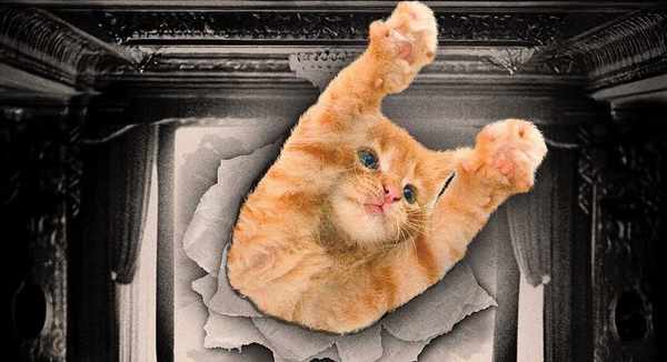 Picture for event Cat Video Fest 2025 - Evening Screening