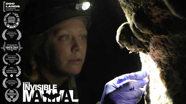 Picture for event The Invisible Mammal plus local Bat Group talk